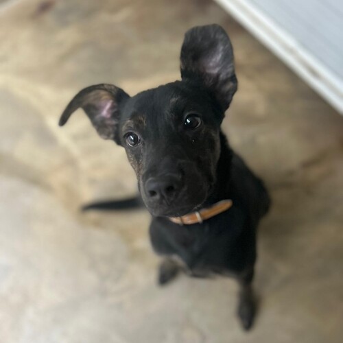 BISCUIT
